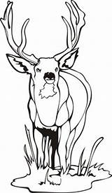Coloring Antler Deer Getcolorings Pages Antlers sketch template