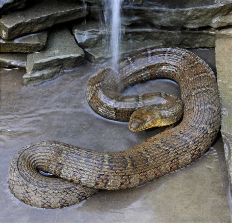mistaken identity recognizing  northern water snake appalachian voices