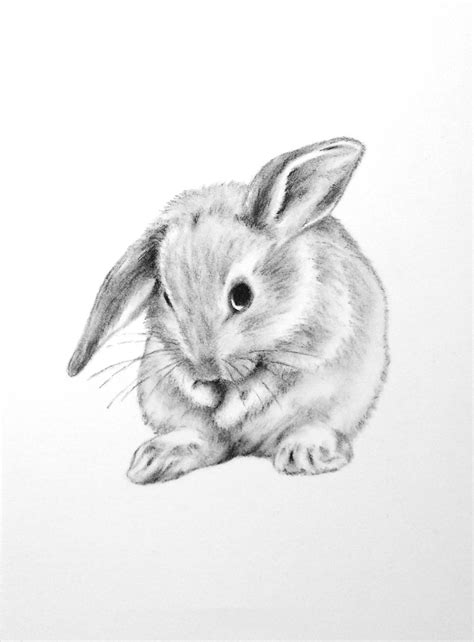 bunny rabbit sketch  paintingvalleycom explore collection  bunny
