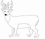 Chevreuil 2646 Animaux Coloriage Coloriages Tailed sketch template