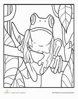 Coloring Frog Pages Tree Forest Frogs Sheets Rainforest Choose Board Color Books Education Kids sketch template