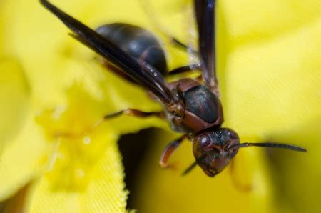 hornet control   tips   prevent  infestation  pest