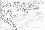 Coloring Caiman Designlooter Alligator Nesting Ground 67kb 407px sketch template