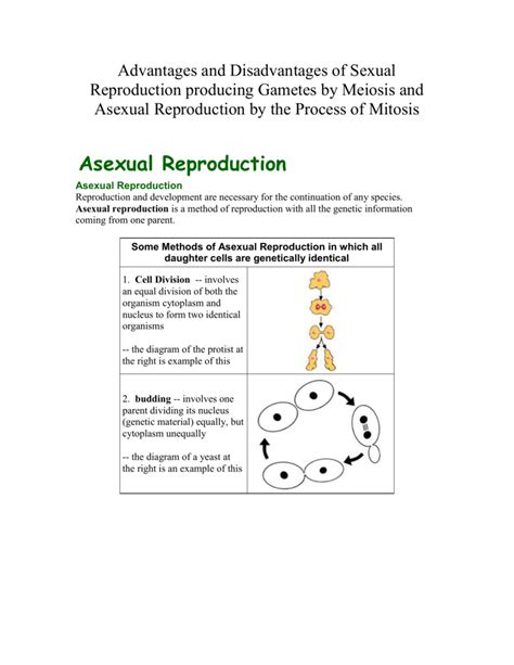 Advantages And Disadvantages Of Sexual Reproduction Producing