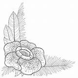 Rafflesia Arnoldii sketch template
