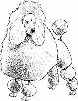 Coloring Pages Poodle Dog Drawing Colouring Poodles Toy French Printable Book Color Breed Sheet Getcolorings Paintingvalley Vector Drawings Template Colorings sketch template