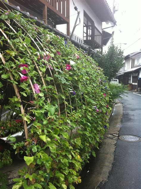 morning glories in kurashiki bikan area morning glory moon flower