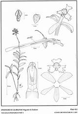 Secundum Hágsater Subgroup Dodson Epidendrum 2001 Group sketch template