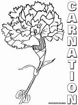 Carnation Colorings sketch template