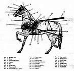 harness horse driving harness parts horse harness diagram horse horse harness horses