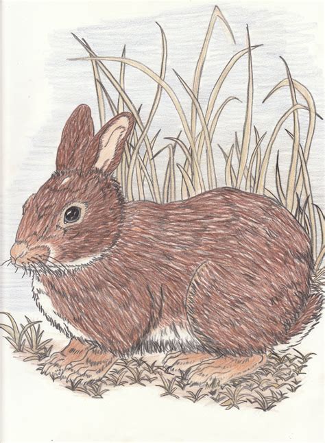 eastern cottontail rabbit  songofalbiontri  deviantart