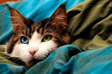 Top 25 Most Beautiful Cats Of 2016 Feels Gallery Ebaum S World