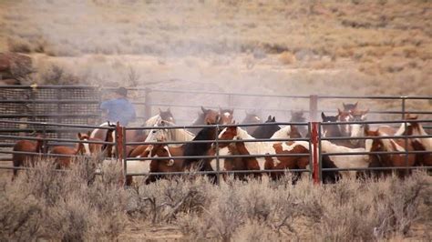 petition mass killing   wild horses recommended