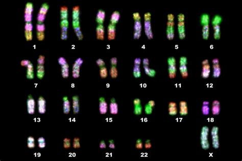 Homologous Chromosomes Definition And Example