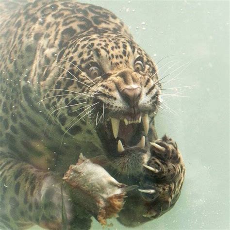 psbattle jaguar underwater photoshopbattles