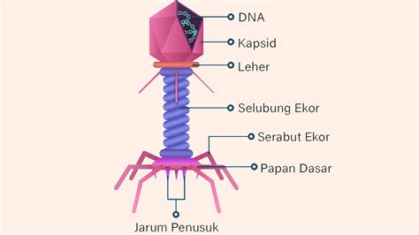 struktur tubuh virus  gambarnya freedomsiana