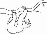 Sloth Coloring Colorir Kids Preguiça Bicho Para Pages Color Animal Jungle Desenhos Pra Salvo sketch template