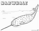 Coloring Pages Narwhal Realistic Arctic Printable Kids sketch template