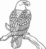 Hawk Red Tailed Coloring Pages Printable Getcolorings Color Print sketch template