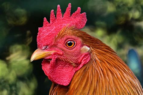types  chicken comb  pictures