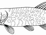 Walleye Coloring Fish Template Getdrawings sketch template