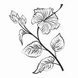 Hibiscus Outline Flower Line Drawing Flowers Coloring Drawings Outlines Getdrawings Pages Vector Tattoo sketch template