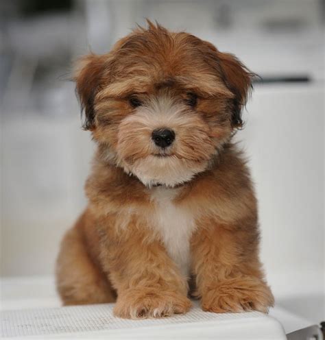 images  havanese dogs  pinterest  cute search  sheds
