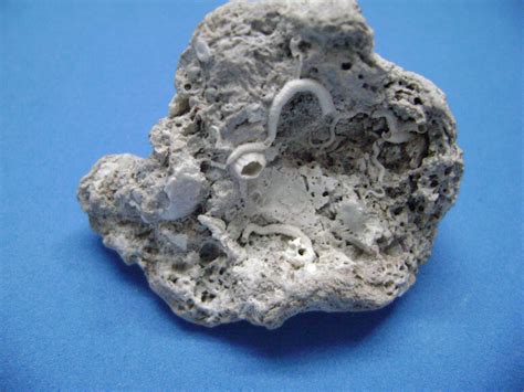 unusual florida plant shell rock fossil find fossil id