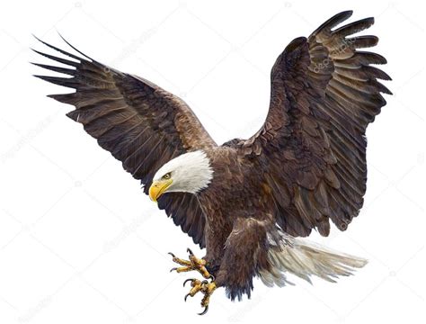 bald eagle flying landing swoop hand draw  paint  white background