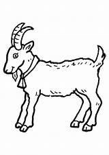 Coloring Goat Goats Gruff Billy Three Pages Clip Library Clipart sketch template