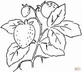 Coloring Pages Strawberry Strawberries Three Hearts Printable Branch Color sketch template