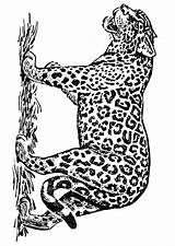 Jaguar Giaguaro Colorare Ausmalbilder Disegno Ausmalbild Ausdrucken Educolor Edupics sketch template