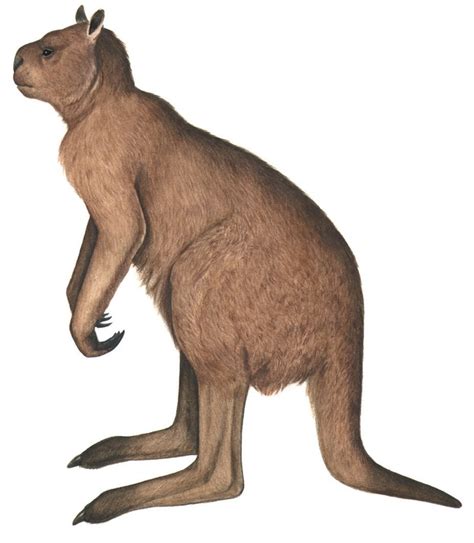 procoptodon goliah  australian museum