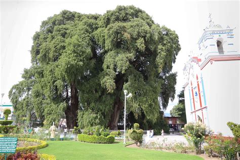 el tule    largest trees   world  city  month