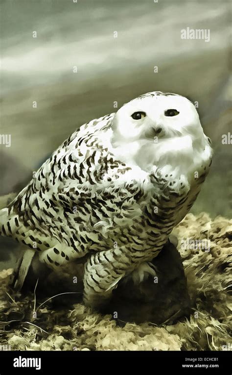 snowy owl lat bubo scandiacus nyctea scandiaca bird  owl painting stock photo alamy
