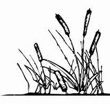 Reeds Vectorstock sketch template