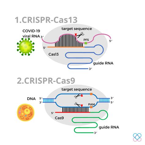 crispr cas system