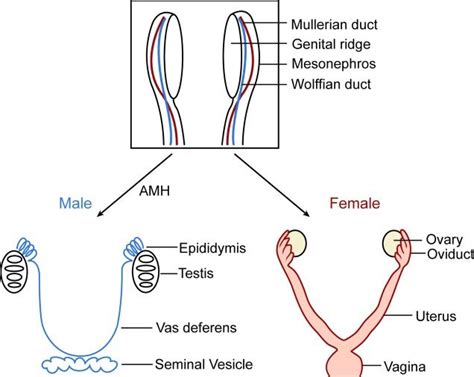 development and differentiation of the genital duct system both mü