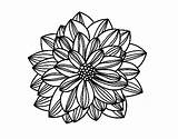 Coloring Dahlia Flower Colorear Coloringcrew sketch template