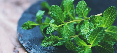 suplemen  mengandung daun mint  mendapatkan manfaat