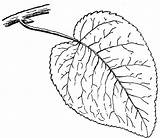 Cottonwood Leaf Swamp Clipart Leaves Etc Large sketch template