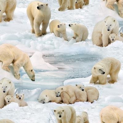 realistic polar bears els ice