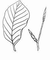 Beech Getdrawings Leaf Drawing sketch template