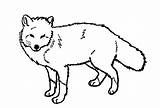 Fox Coloring Pages Line Red Arctic Foxes Printable Kids Print Baby Drawing Clipart Color Deviantart Drawings Animal Wolf Animals Sheets sketch template