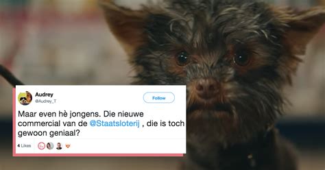 nederland ontroerd door hondje uit commercial staatsloterij