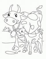 Cow Vache Veau Cows Roping Animal Holstein Two Getcolorings sketch template