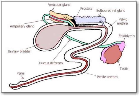 Diagram Muscles Diagram Human Male Reproductive System