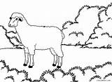 Sheep Coloring Pages Cool2bkids Face Kids Color Printable Animal sketch template
