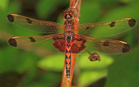 Dragonflies And Damselflies Top Guns Of The Insect