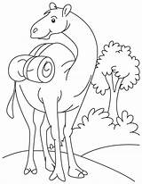 Camel Coloring Pages Drawing Kids Se Cartoon Color Printable Oo Ount Funny Colouring Standing Field Desert Caravan Animals Getdrawings Bestcoloringpages sketch template